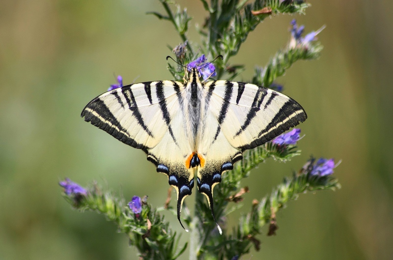 Papilio Machaon, the Queen